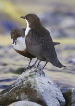 Dipper © www.northeastwildlife.co.uk Dipper © www.northeastwildlife.co.uk