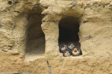 Sand martins © www.northeastwildlife.co.uk Sand martins © www.northeastwildlife.co.uk