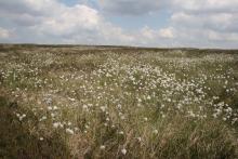 Cottongrass on the moors above Allenheads © NPAP/Shane Harris Cottongrass on the moors above Allenheads © NPAP/Shane Harris