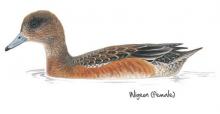 Wigeon © NPAP Wigeon © NPAP