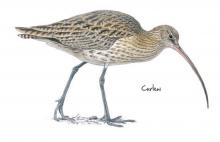 Curlew © NPAP Curlew © NPAP
