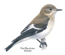 Pied flycatcher © NPAP Pied flycatcher © NPAP