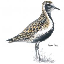 Golden plover © NPAP Golden plover © NPAP
