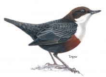 Dipper © NPAP Dipper © NPAP