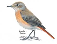 Redstart © NPAP Redstart © NPAP