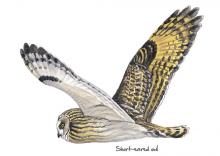 Short-eared owl © NPAP Short-eared owl © NPAP