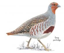 Grey partridge © NPAP Grey partridge © NPAP