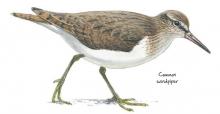 Common sandpiper © NPAP Common sandpiper © NPAP