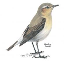Wheatear © NPAP Wheatear © NPAP