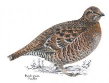 Black grouse © NPAP Black grouse © NPAP