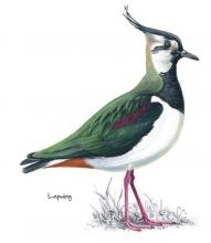 Lapwing © NPAP Lapwing © NPAP