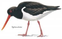 Oystercatcher © NPAP Oystercatcher © NPAP