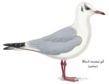 Black headed gull © NPAP Black headed gull © NPAP