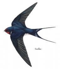 Swallow © NPAP Swallow © NPAP