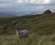 Above Allenheads © NPAP Above Allenheads © NPAP