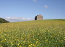 Hay meadow in Teesdale © NPAP/Shane Harris Hay meadow in Teesdale © NPAP/Shane Harris