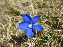 Spring gentian © NPAP/Elizabeth Pickett Spring gentian © NPAP/Elizabeth Pickett