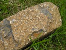 Crinoid fossils © NPAP/Elizabeth Pickett Crinoid fossils © NPAP/Elizabeth Pickett