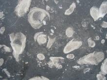 Frosterley Marble © NPAP/Elizabeth Pickett Frosterley Marble © NPAP/Elizabeth Pickett