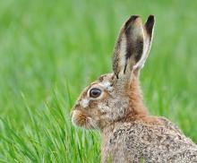 Brown Hare © Brian Rafferty/www.brianraffertywildlifephotographer.blogspot.co.uk/ Brown Hare © Brian Rafferty/www.brianraffertywildlifephotographer.blogspot.co.uk/