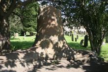 The fossil tree in Stanhope © NPAP/Shane Harris The fossil tree in Stanhope © NPAP/Shane Harris
