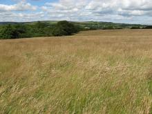 Hay meadow in Wolsingham © NPAP/Rebecca Barrett Hay meadow in Wolsingham © NPAP/Rebecca Barrett