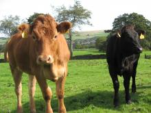 Inquisitive cattle © NPAP/Rebecca Barrett Inquisitive cattle © NPAP/Rebecca Barrett