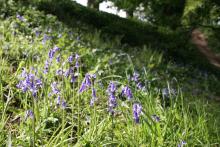 Bluebells at Allen Banks © NPAP/Shane Harris Bluebells at Allen Banks © NPAP/Shane Harris
