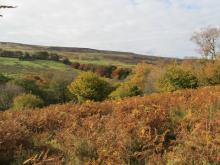 Binney Bank wood below Tarnmonath Fell © NPAP/Gearoid Murphy Binney Bank wood below Tarnmonath Fell © NPAP/Gearoid Murphy