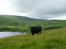 Overlooking Geltsdale and the Tindale Fells © NPAP/Gearoid Murphy Overlooking Geltsdale and the Tindale Fells © NPAP/Gearoid Murphy