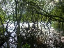 Backstone Bank wood beside Tunstall Reservoir © NPAP/Ruth Starr-Keddle Backstone Bank wood beside Tunstall Reservoir © NPAP/Ruth Starr-Keddle