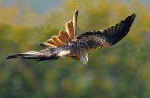 Red Kite © www.brianraffertywildlifephotographer/blogspot.com Red Kite © www.brianraffertywildlifephotographer/blogspot.com